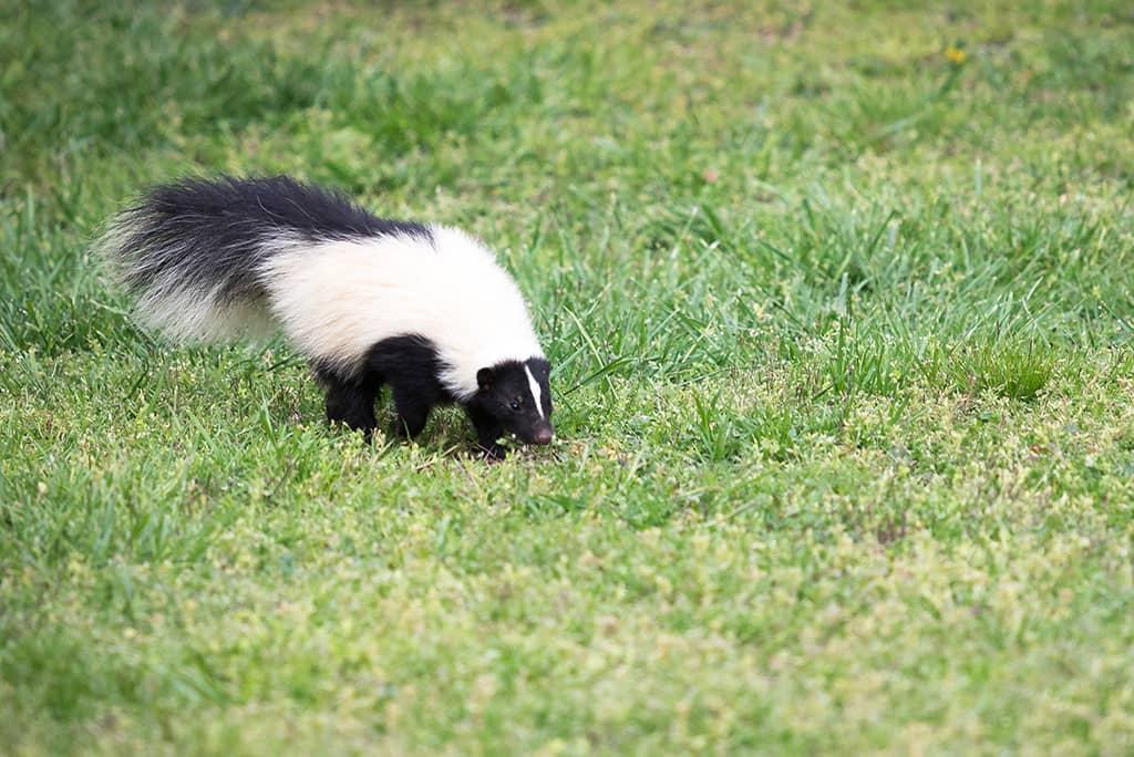 De ce aparatul de aer conditionat scoate un miros urat?