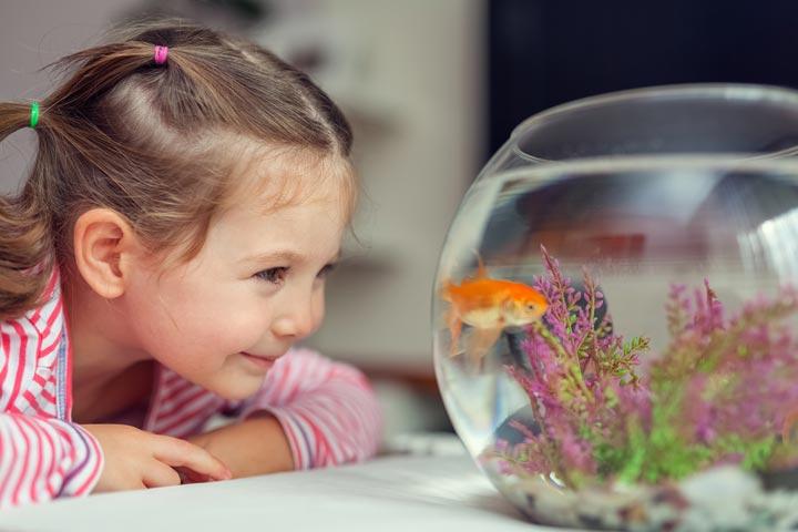 Fishes as best pets for kids Fishes as best pets for kids