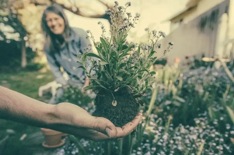 Curățarea eficientă a grădinii: Transformarea unei mizerii într-o treabă bine făcută 2 Curățarea eficientă a grădinii: Transformarea unei mizerii într-o treabă bine făcută