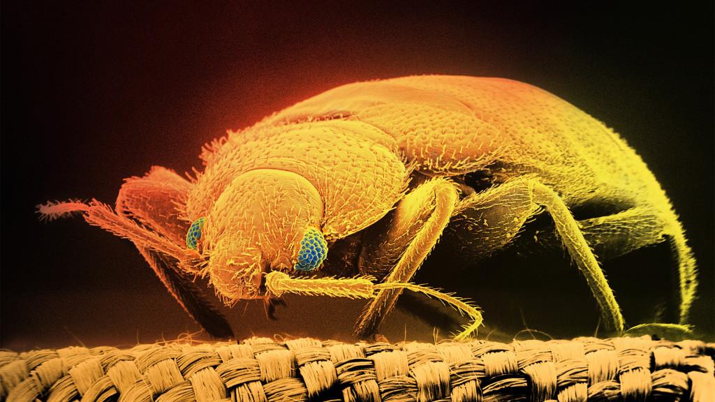 Cum reduc dăunătorii din casă 4 bedbug